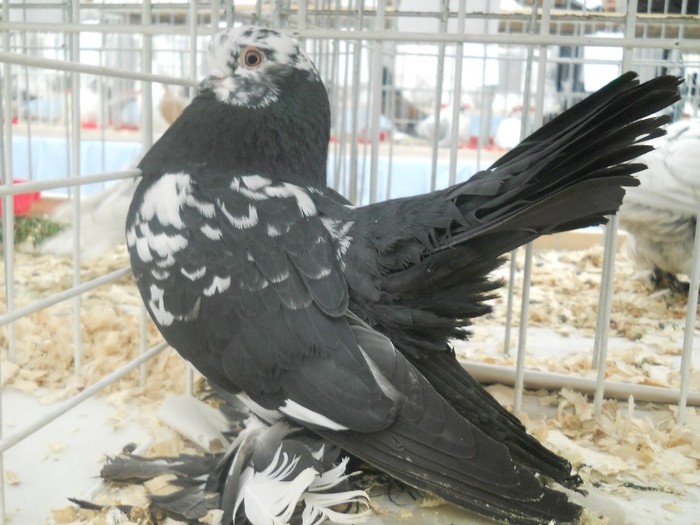 expo galati 2011