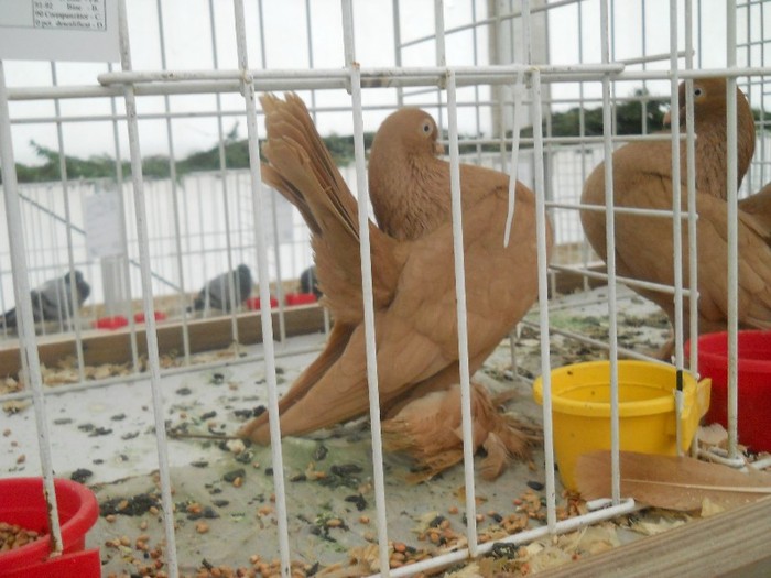 expo galati 2011