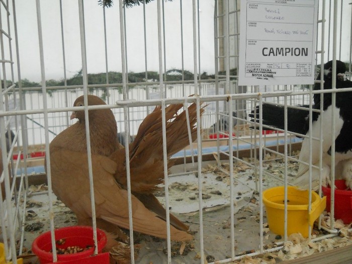 expo galati 2011