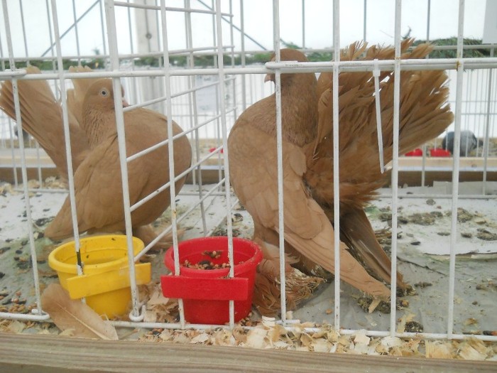expo galati 2011