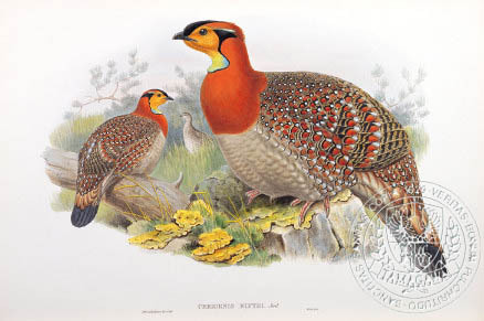 blyth-s tragopan - the BIRD MAN-John Gould