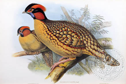 cabot-s tragopan