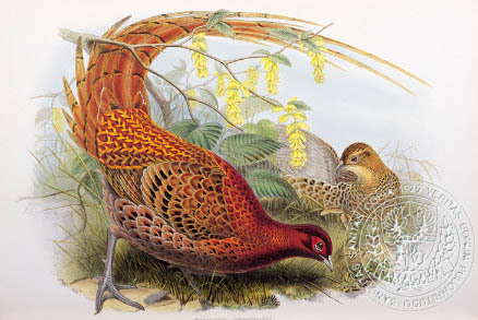 copper pheasant  - the BIRD MAN-John Gould