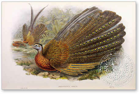 great argus - the BIRD MAN-John Gould