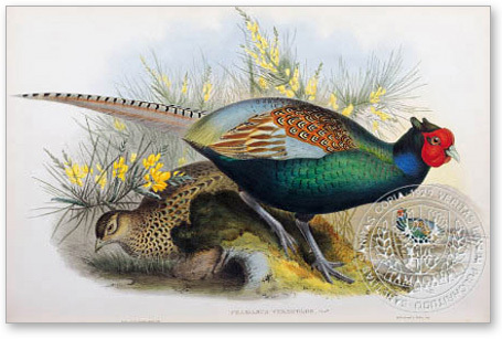 green -japanese- pheasant - the BIRD MAN-John Gould