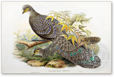 grey (assam) peacock -pheasant - the BIRD MAN-John Gould
