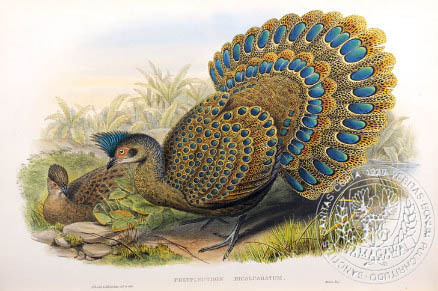 grey (malayan) peacock -pheasant - the BIRD MAN-John Gould
