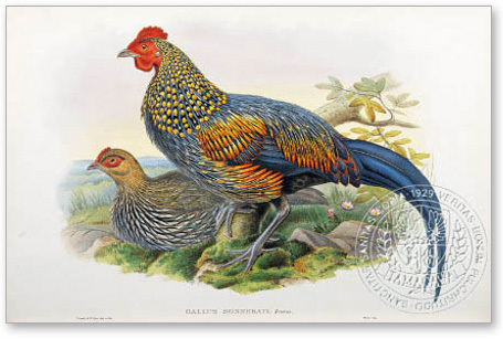 grey junglefowl - the BIRD MAN-John Gould