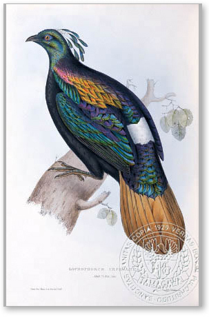 himalayan monal - the BIRD MAN-John Gould