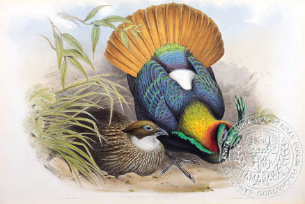 himalayan monal pheasant - the BIRD MAN-John Gould