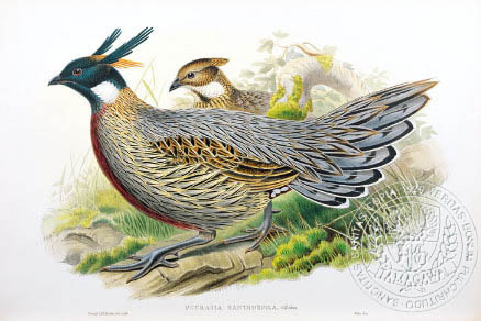 koklass (chinese pucras ) - the BIRD MAN-John Gould