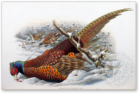 ring_necked (common) - the BIRD MAN-John Gould