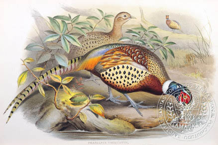 ring-necked  (chinese) - the BIRD MAN-John Gould