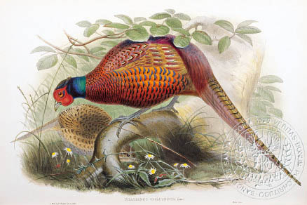 ring-necked (common) - the BIRD MAN-John Gould