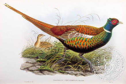 ring-necked (oxus) - the BIRD MAN-John Gould