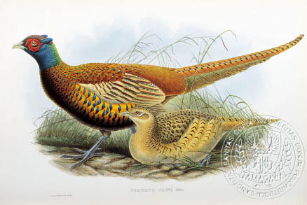 ring-necked (shaws-s) - the BIRD MAN-John Gould