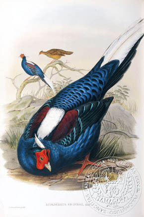 swinhoe-s fireback - the BIRD MAN-John Gould