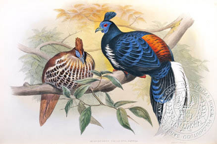 vieillot-s fireback (crested fireback ) - the BIRD MAN-John Gould