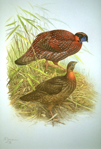 temminck-s tragopan