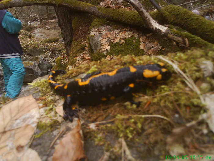salamandra pe valea lupului