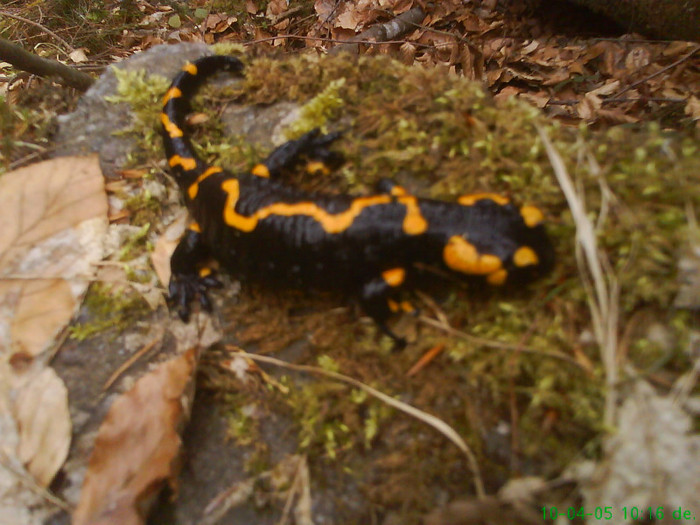 salamandra pe valea lupului 001