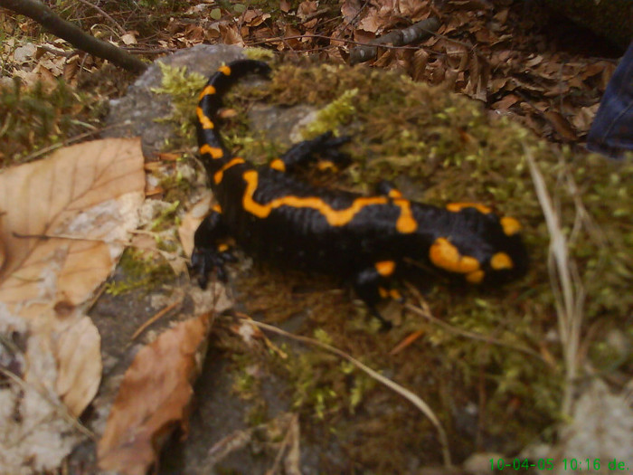 salamandra pe valea lupului 002