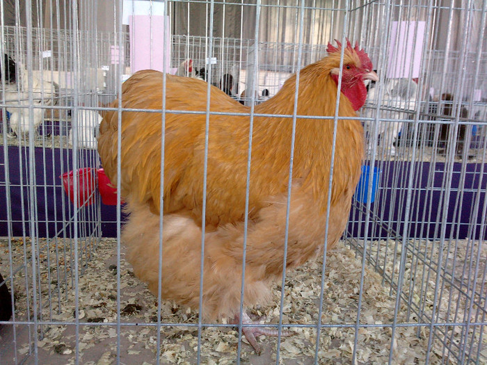 P031211_11.400002 - 2 CRAIOVA DECEMBRIE 2011