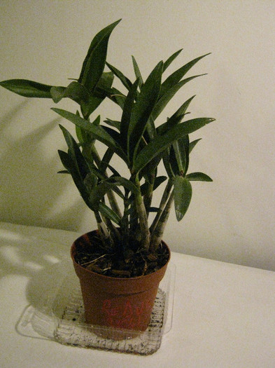 dendrobium 1 Brico