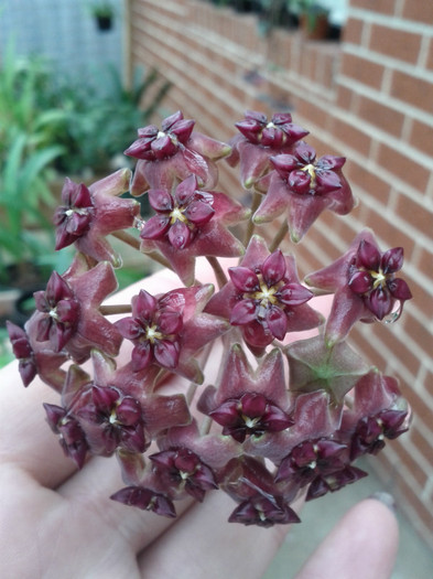 4.12.11 cinnamonifolia - Hoya 2011- 2012