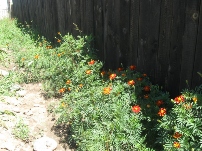 dupa turnare centuri mansarda 113