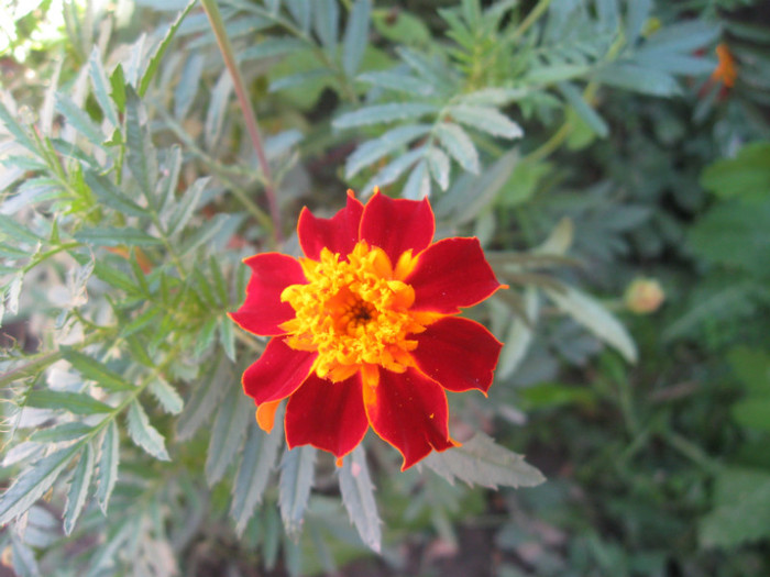 dupa turnare centuri mansarda 118