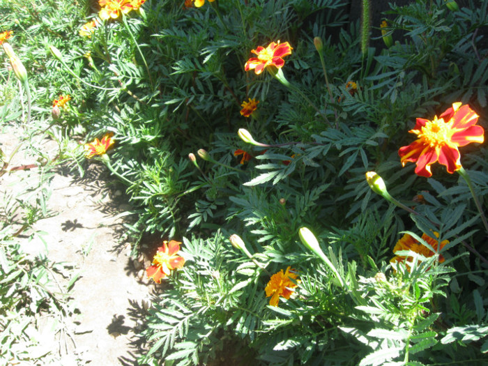 dupa turnare centuri mansarda 119 - mansarda