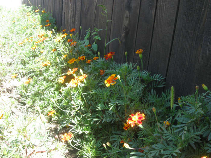 dupa turnare centuri mansarda 120 - mansarda