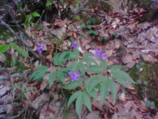 lacul lesu imprejurimi 027