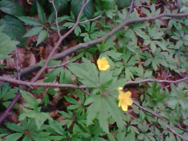 lacul lesu imprejurimi 028