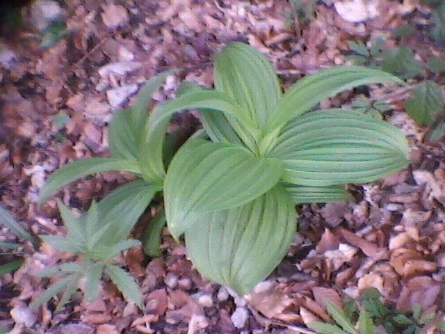 lacul lesu imprejurimi 029 - LACUL LESU