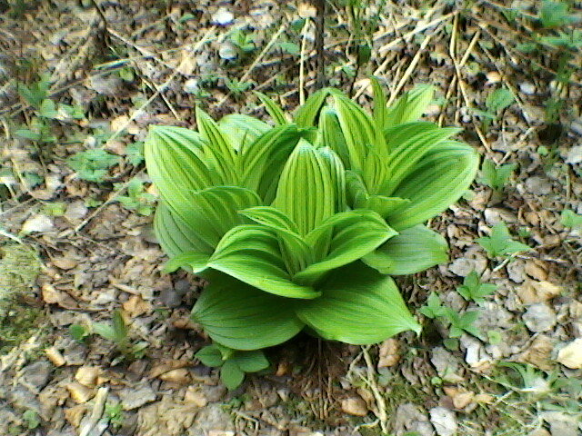 lacul lesu imprejurimi 031