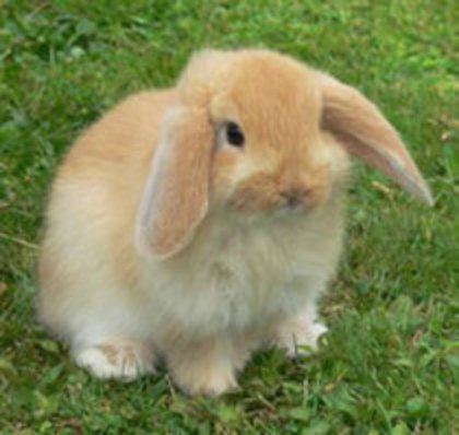 Iepuras!!! - I love bunnies