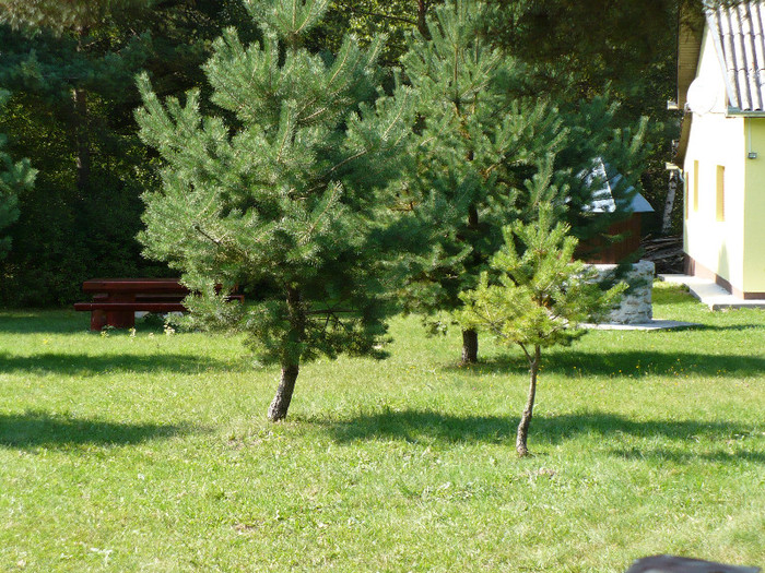 lacul lesu coada lacului 020