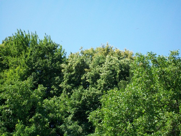 100_0365; tei 2011
