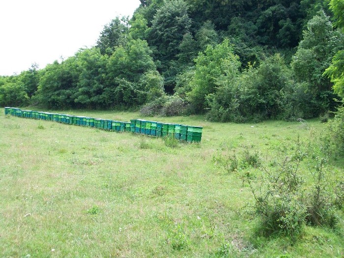100_0378; tei 2011
