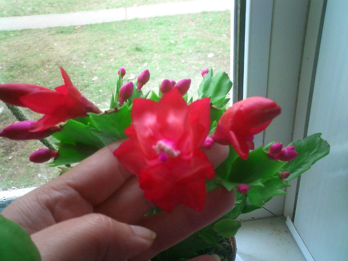 CIMG0149 - Schlumbergera 2011-2012