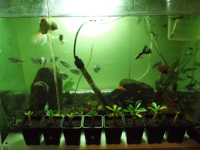 DSCF0148 - pestisori