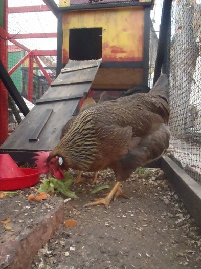 IAu-e buna salata 2011