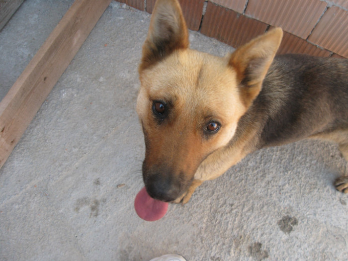 ladye - golire calculator 2