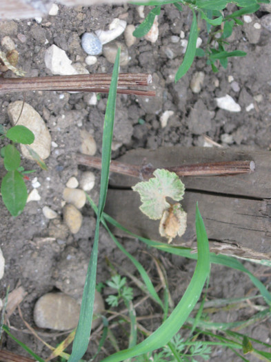 30.05.2010 052 - golire calculator 2