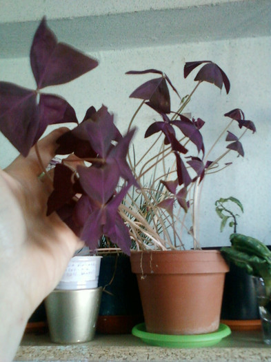 4 dec 2011 asteptam floricele; oxalis
