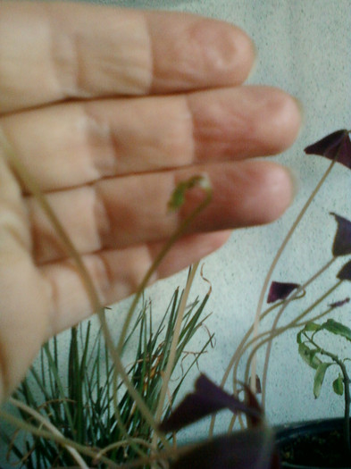 4 dec 2011 asteptam floricele; oxalis
