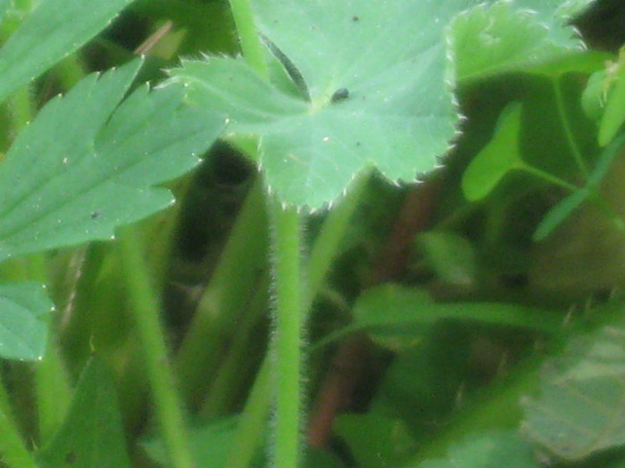 30.05.2010 098 - golire calculator 2