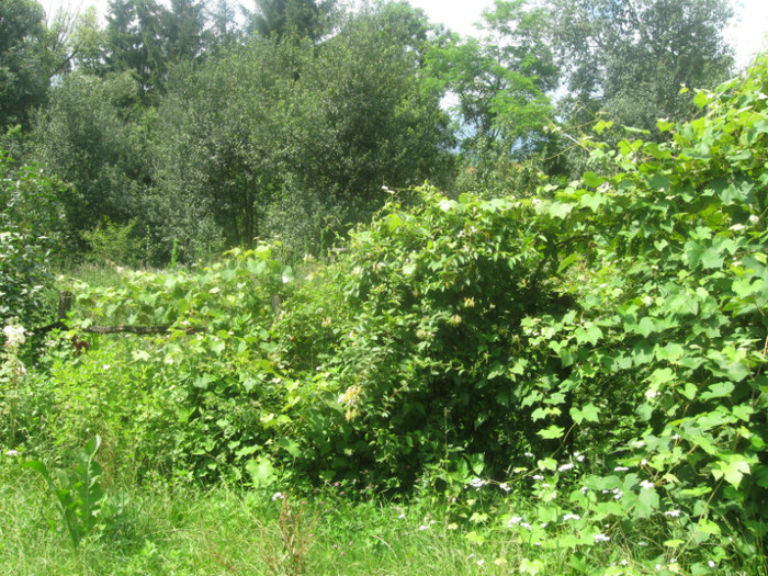 vita de vie in grid - golire calculator 2